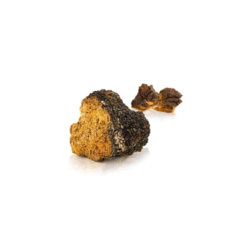 chaga-blyskoporek-podkorowy-suplement-diety-mycomedica (1).webp